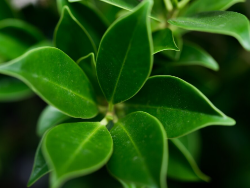 Gymnema Sylvestre